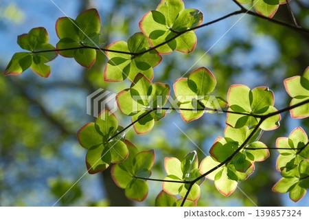 五葉杜鵑的葉子在逆光下呈現出半透明狀,紅色的邊緣則營造出一幅美麗的清新綠色景象。 五葉杜鵑的葉子在逆光下呈現出半透明狀,紅色的邊緣則營造出一幅美麗的清新綠色景象。 139857324