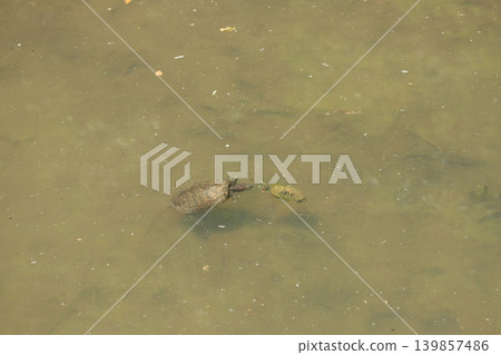 Turtle swimming in the pond Turtle swimming in the pond 139857486