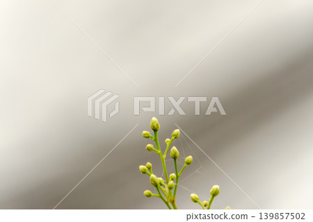 幼苗鮮亮的綠色花苞在簡潔的背景下格外醒目。 幼苗鮮亮的綠色花苞在簡潔的背景下格外醒目。 139857502
