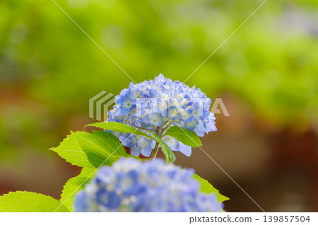 美麗的藍色繡球花在生機勃勃的新生綠植的映襯下競相綻放。 美麗的藍色繡球花在生機勃勃的新生綠植的映襯下競相綻放。 139857504
