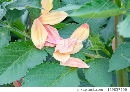 Apricot-pink petals gently fell onto the green leaves of a dahlia. Apricot-pink petals gently fell onto the green leaves of a dahlia. 139857506