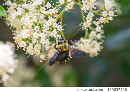 A large bumblebee is engrossed in sipping nectar from a cluster of small white flowers. A large bumblebee is engrossed in sipping nectar from a cluster of small white flowers. 139857536
