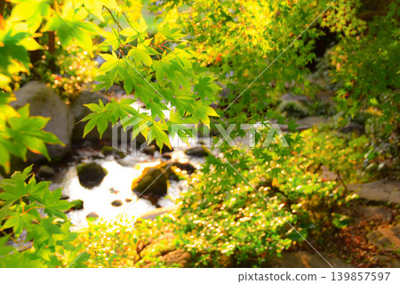 The fresh green maple leaves shining in the sunlight filtering through the trees, and the beautiful murmur of a clear stream. The fresh green maple leaves shining in the sunlight filtering through the trees, and the beautiful murmur of a clear stream. 139857597