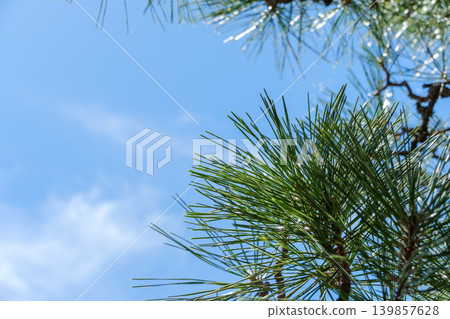 Beautiful green pine needles stand out vividly against the clear blue sky. Beautiful green pine needles stand out vividly against the clear blue sky. 139857628