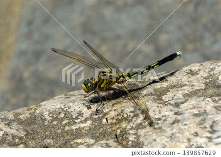 A dragonfly with sharp markings rests its wings on a rock by the river. A dragonfly with sharp markings rests its wings on a rock by the river. 139857629