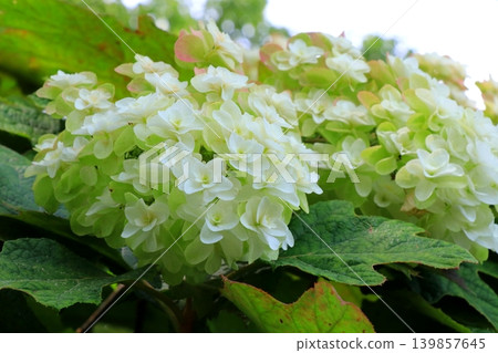 White Oak Leaf Hydrangea 139857645