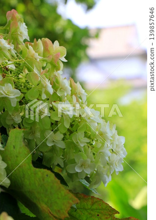 White Kashiba Hydrangea 139857646