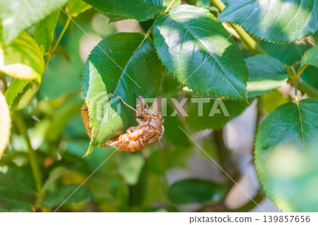 A cicada's exoskeleton clinging to the underside of a green leaf in a summer garden. A cicada's exoskeleton clinging to the underside of a green leaf in a summer garden. 139857656