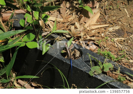 A male Japanese lizard sitting on a block. 139857756