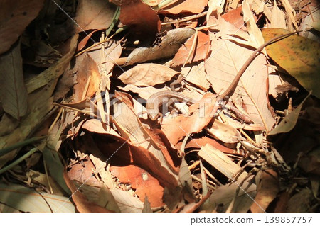 A lizard basking in the sun A lizard basking in the sun 139857757