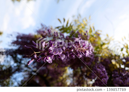 紫色紫藤花 紫色紫藤花 139857789