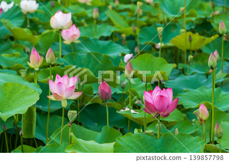 A beautiful lotus field blooming amidst lush green leaves, bathed in the summer sun. A beautiful lotus field blooming amidst lush green leaves, bathed in the summer sun. 139857798