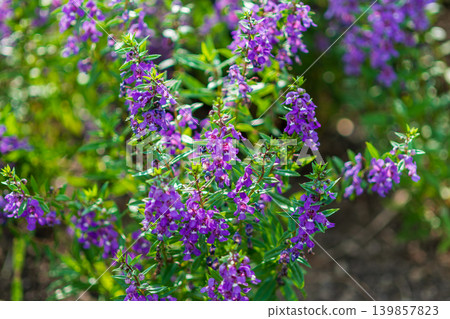 Clusters of purple angelonia vividly color the garden in the early summer sunlight. Clusters of purple angelonia vividly color the garden in the early summer sunlight. 139857823