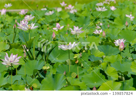 A beautiful pond landscape where large green leaves spread across the landscape harmonize with pink lotus flowers. A beautiful pond landscape where large green leaves spread across the landscape harmonize with pink lotus flowers. 139857824