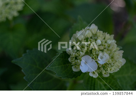 The first white hydrangeas The first white hydrangeas 139857844