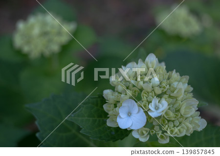 The first white hydrangeas The first white hydrangeas 139857845