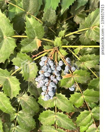 The bluish-purple berries of the holly mahonia. The bluish-purple berries of the holly mahonia. 139857915