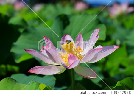 White Lotus Flower White Lotus Flower 139857938