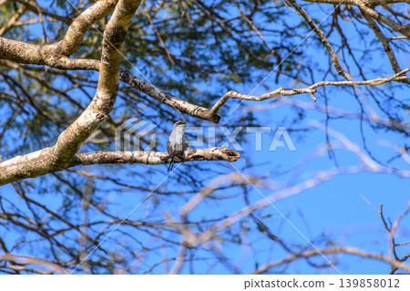 Crested Treeswift perched on a tree branch against the blue sky Crested Treeswift perched on a tree branch against the blue sky 139858012