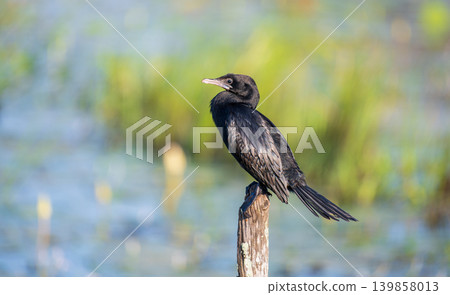 Little Cormorant perched on a wooden post in a wetland habitat wildlife portrait Little Cormorant perched on a wooden post in a wetland habitat wildlife portrait 139858013