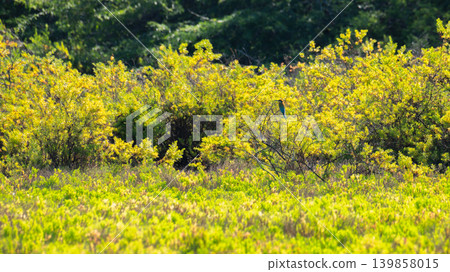 Bee Eater perched in lush tropical foliage and natural habitat in Sri Lanka Bee Eater perched in lush tropical foliage and natural habitat in Sri Lanka 139858015