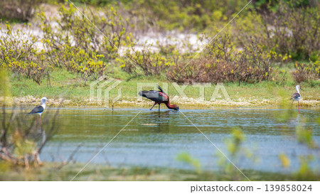 Glossy Ibis, a solitary bird wading in a shallow wetland lagoon 139858024