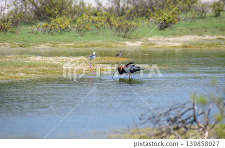 Glossy Ibis, a solitary bird wading in a shallow wetland lagoon Glossy Ibis, a solitary bird wading in a shallow wetland lagoon 139858027