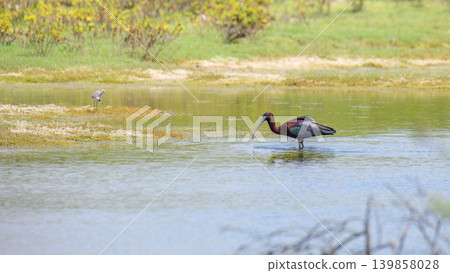Glossy Ibis, a solitary bird wading in a shallow wetland lagoon Glossy Ibis, a solitary bird wading in a shallow wetland lagoon 139858028