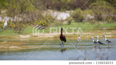 Glossy Ibis and Black-Winged Stilts looking at each other while wading in a wetland lagoon 139858033