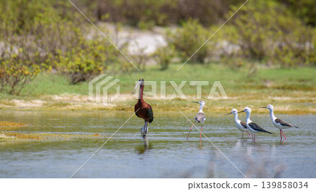 Glossy Ibis and Black-Winged Stilts looking at each other while wading in a wetland lagoon Glossy Ibis and Black-Winged Stilts looking at each other while wading in a wetland lagoon 139858034