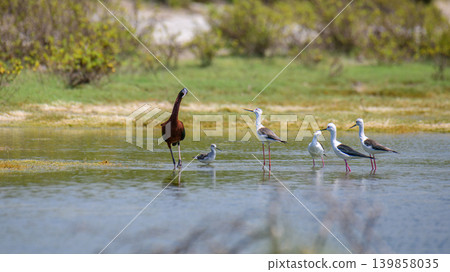 Glossy Ibis and Black-Winged Stilts looking at each other while wading in a wetland lagoon 139858035