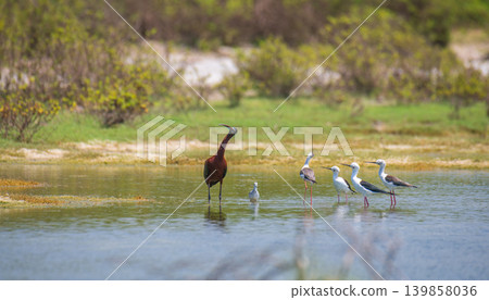 Glossy Ibis and Black-Winged Stilts looking at each other while wading in a wetland lagoon Glossy Ibis and Black-Winged Stilts looking at each other while wading in a wetland lagoon 139858036