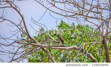 Crested serpent eagle juvenile bird perched on bare tree branches in tropical forest Crested serpent eagle juvenile bird perched on bare tree branches in tropical forest 139858040