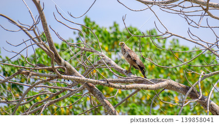 Crested serpent eagle juvenile bird perched on bare tree branches in tropical forest Crested serpent eagle juvenile bird perched on bare tree branches in tropical forest 139858041