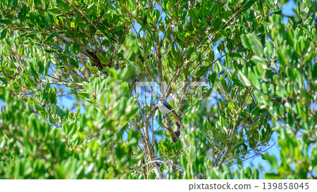 Small minivet female bird perched among green tropical foliage, colorful wild bird hidden in forest habitat 139858045