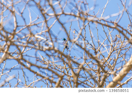 Purple sunbird perched among dry tree branches against a clear blue sky Purple sunbird perched among dry tree branches against a clear blue sky 139858051