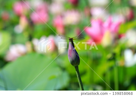 Dragonfly stopping on the lotus bud Dragonfly stopping on the lotus bud 139858068