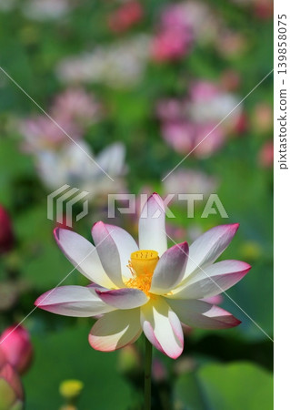 白蓮花 白蓮花 139858075