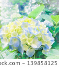 六月雨後美麗的繡球花 139858125