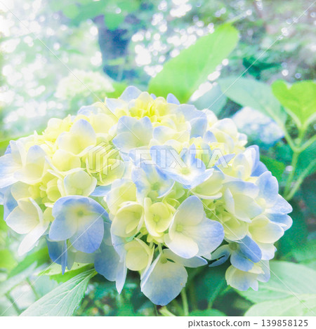 六月雨後美麗的繡球花 139858125