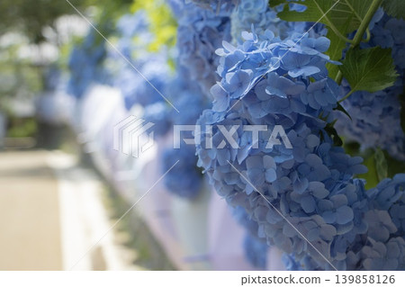 六月雨後，清爽的藍色繡球花格外引人注目。 139858126