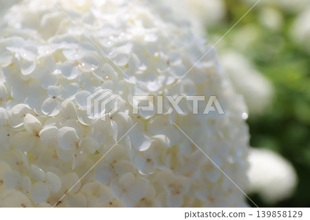 一片生氣勃勃的繡球花海，預告著季節的更迭。 139858129