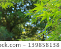 陽光透過樹葉和翠綠的楓葉，灑下美麗的散景光影。 139858138