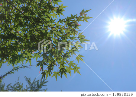 翠綠的楓葉在藍天的襯托下格外醒目，陽光燦爛。 139858139