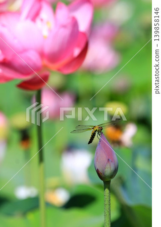 A dragonfly that stops at the bud of lotus A dragonfly that stops at the bud of lotus 139858146
