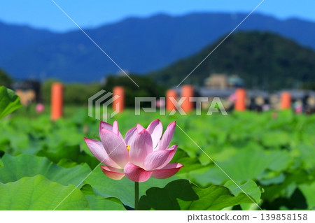 Lotus flowering in satoyama Lotus flowering in satoyama 139858158