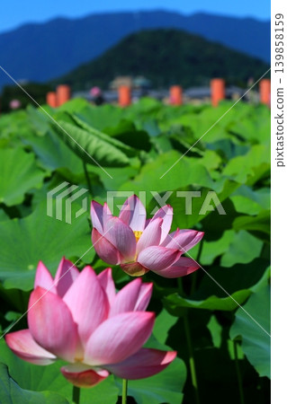 lotus flower in the blue sky 139858159