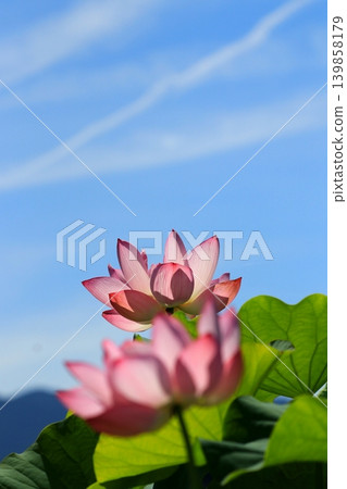lotus flower in the blue sky lotus flower in the blue sky 139858179
