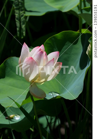 開蓮花 開蓮花 139858191