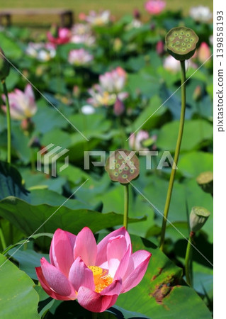 蓮花和芽 蓮花和芽 139858193